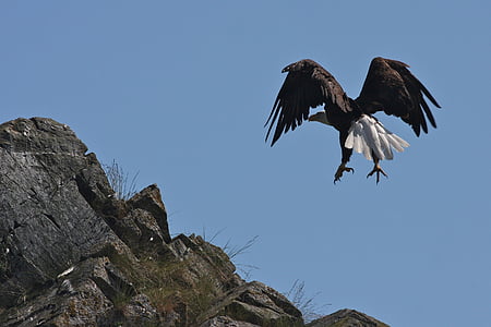 bald eagle, landing, soaring, bird, raptor, flight, flying