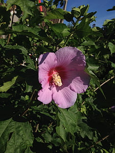 Hibiscus, floare, violet