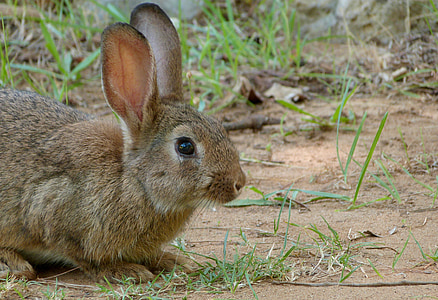 rabbit, bunny, animal, easter, pet, hare, mammal