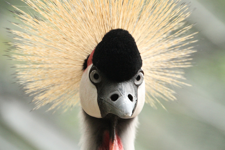 grey crowned crane, balearica pavonina, crane, bird, headdress, animals, animal