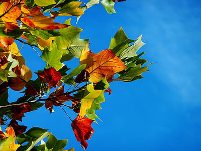 dolní, Fotografie, Javor, modrá, obloha, podzim, Podzim, podzim
