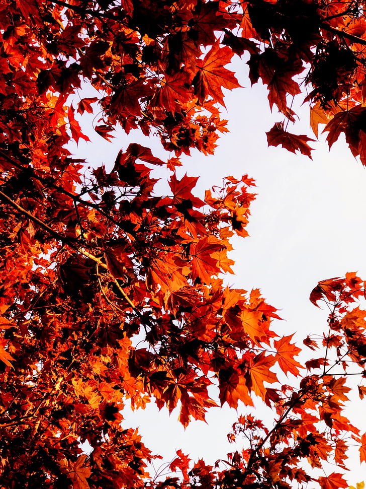 otoño, colores otoño, hojas de otoño, sucursales, brillante, Color, luz del día