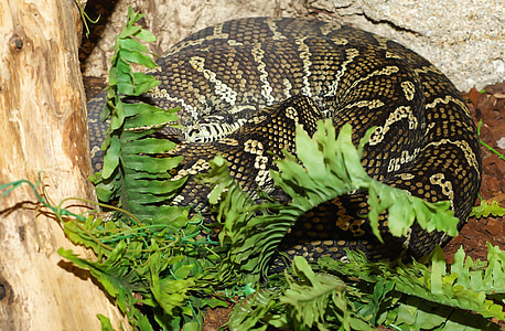 kígyó, szőnyeget Piton, constrictor, Ausztrália, skála, természet, vadon élő állatok