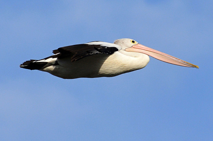pelikan, โลกของสัตว์, นก, บิน, dom, ธรรมชาติ