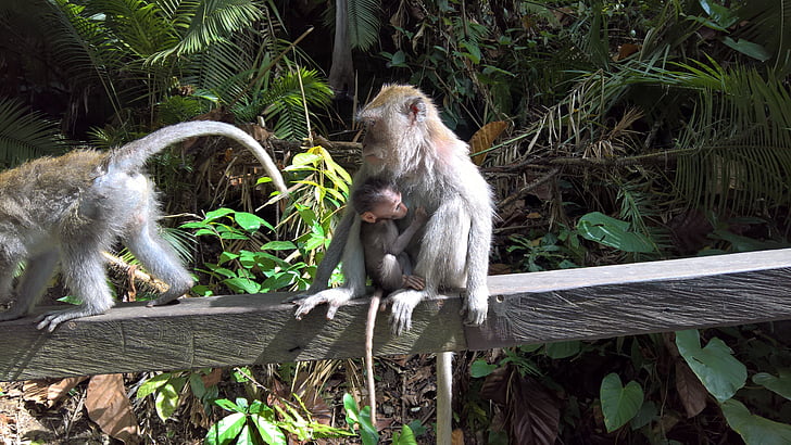 Bali, opice, dítě, opice dítě, Indonésie, opičí miminko, Monkey nut