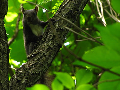 veverička, Forest, zviera