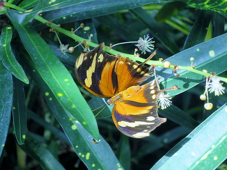 sommerfugl, insekt, Butterfly house, Mainau ø