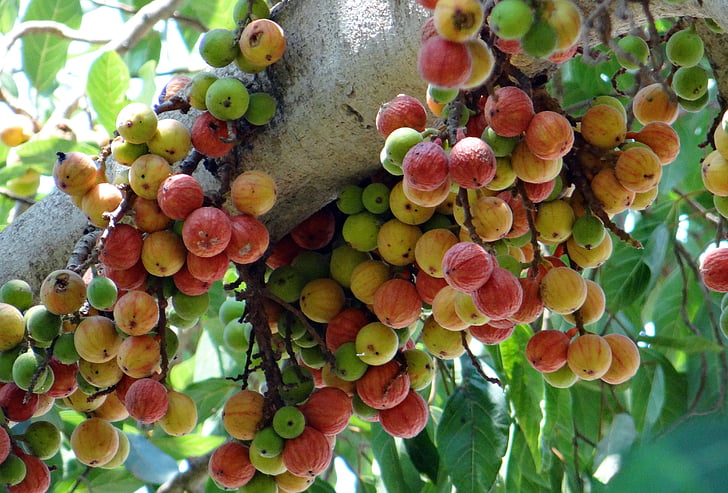 fíkus glomerata, obr., hranaté, Wild fig, strom, Dharwad, Indie