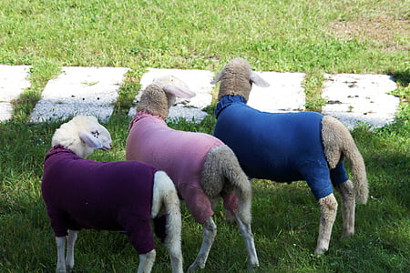 πρόβατα, ζώα, αγρόκτημα, Σλοβενία, ζώο, χλόη, ζωικό κεφάλαιο
