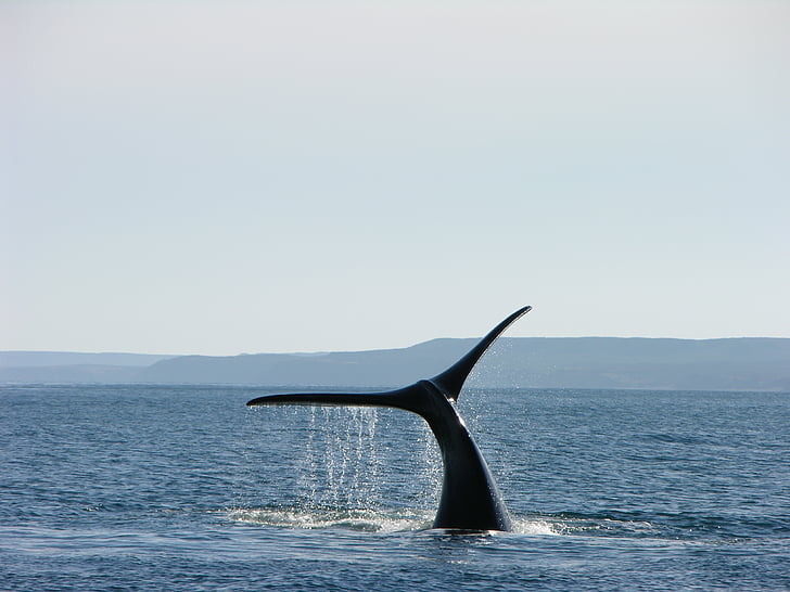 Whale, Argentina, Patagonia, södra, södra argentina, naturen, landskap