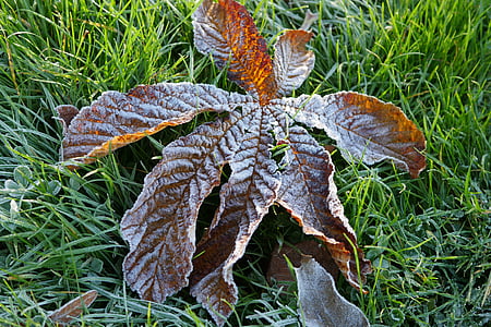 frosty, chestnut, leaf
