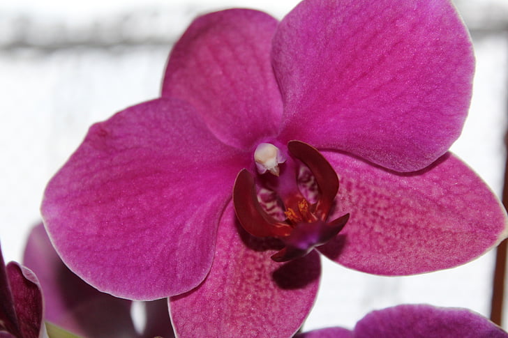 orhideja, cvet, cvet, cvet, blizu, vijolični cvetni, vešča orhideja