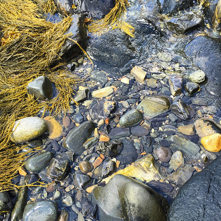 roques, mullat, algues, natural, oceà, Maine, Marina