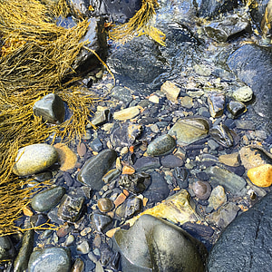 rocks, wet, seaweed, natural, ocean, maine, marine