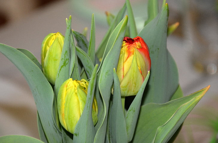 spring, time of year, tulips, flowers, bud, awakening, nature