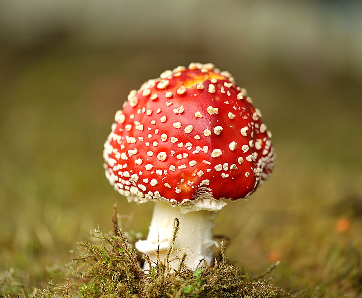 champignon, fly agaric, haven, Moss, græs, giftige, natur