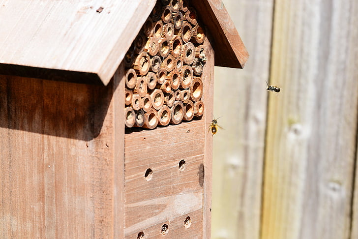 insectes en vol, abeilles, Flying, maison d’insectes, rouge mason bee, Osmia rufa, bleu mason bee