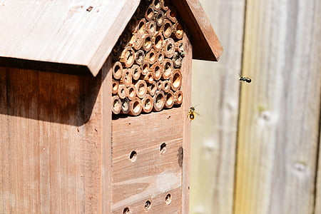 insectes en vol, abelles, volant, casa insecte, l'abella vermella mason, Osmia rufa, blau mason abella