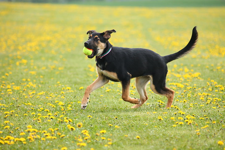 dog, puppy, meadow, pets, animal, nature, yellow