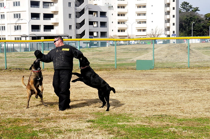 dogs, training, attacking, man, trainer, outside, dog