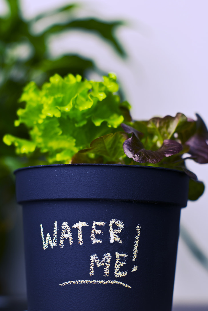 plant, pot plant, grow, flower pot, message, note, water me