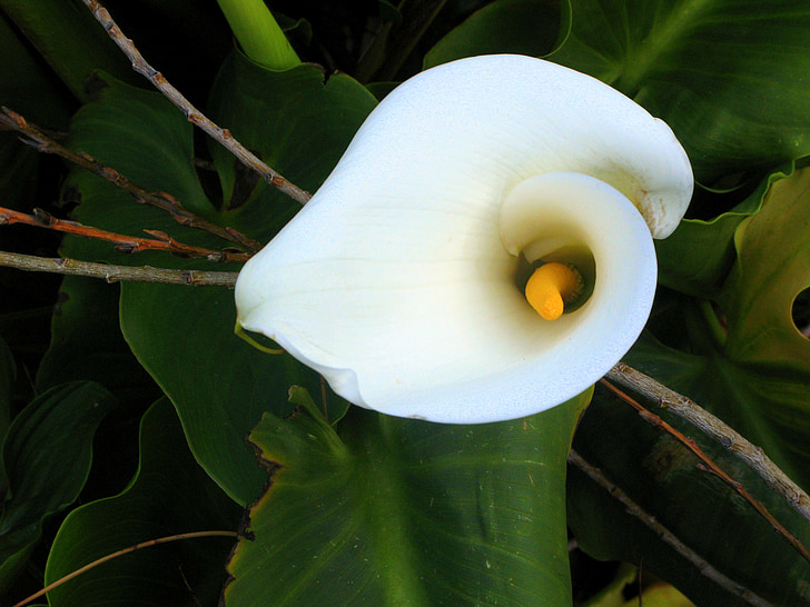 Calla lilly, kukka, valkoinen, Uusi-Seelanti, Luonto, Puutarha