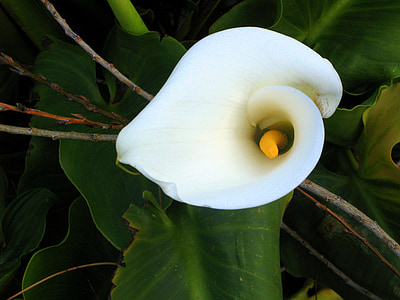 Calla lilly, flor, blanc, Nova Zelanda, natura, jardí