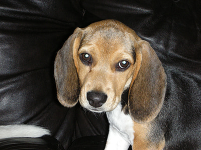 beagle, pes, PET, šteňa, psie, čistokrvné, milý