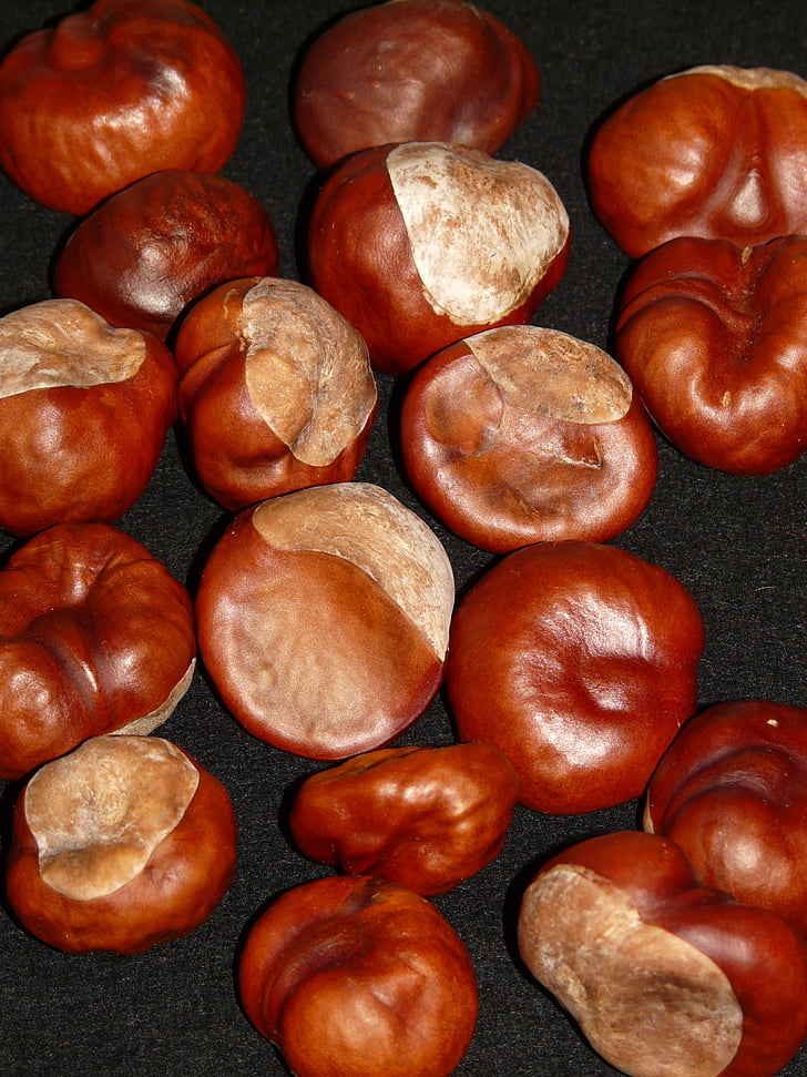 chestnut, kacang, coklat, musim gugur, bermain-main, rosskastanie biasa, aesculus hippocastanum