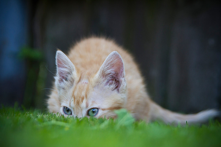 chat, se cacher, herbe, drôle, animal, chaton, jouer
