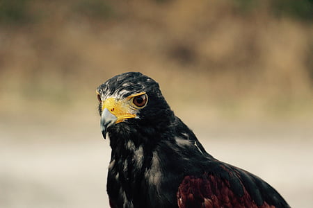 chọn lọc, Nhiếp ảnh, màu đen, Hawk, mắt, Eagle eye, beaks