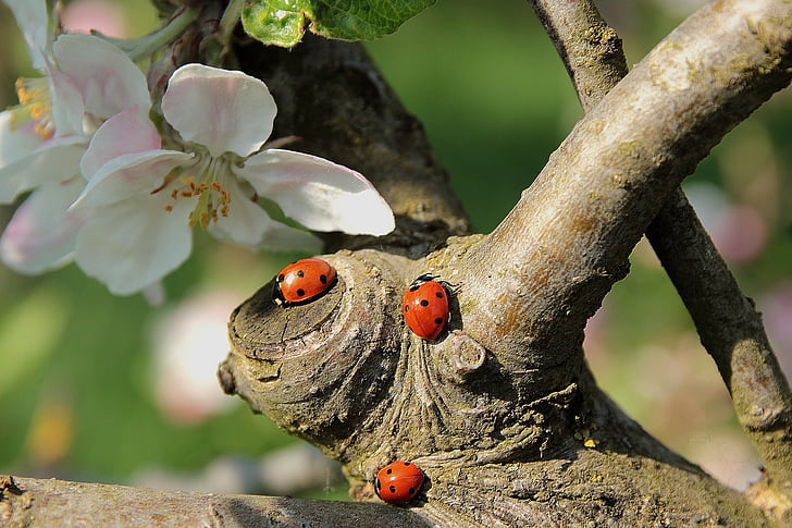 ladybug, apple blossom, branch, insect, nature, red, beetle