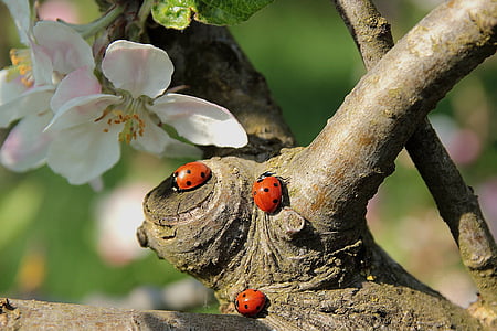 Πασχαλίτσα, άνθος της Apple, υποκατάστημα, έντομο, φύση, κόκκινο, σκαθάρι