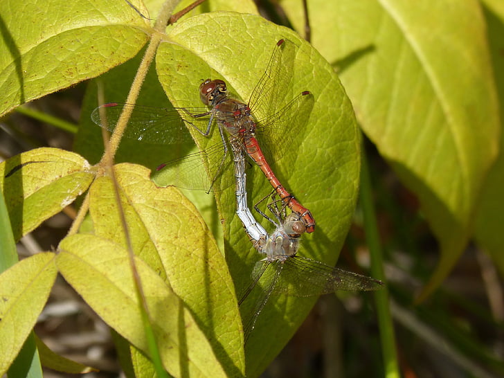 dragonflies, couple, copulation, insects mating, mating, leaf, detail