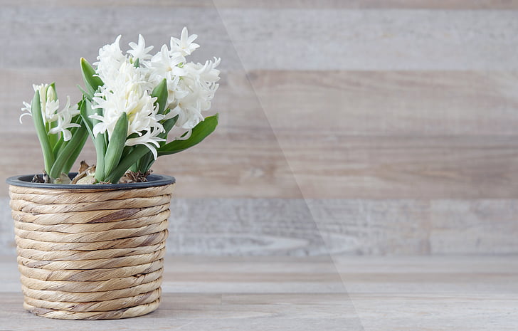 Hyacinthus orientalis, Jacinto de, flor, flores, Blanco, flor de primavera, flor fragante
