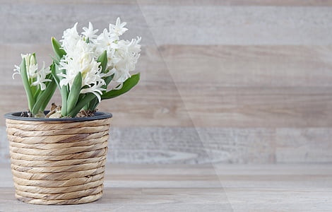 hyacinthus orientalis, hyacinth, flower, flowers, white, spring flower, fragrant flower
