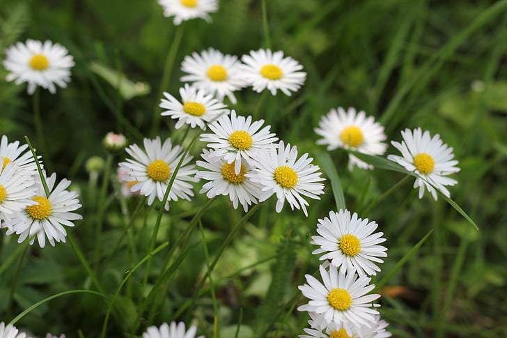 daisy, flower, floral, plant, spring, nature