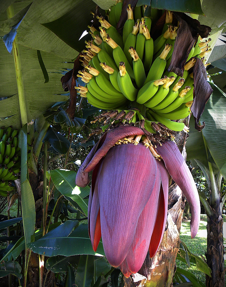 bananas, blossom, bloom, fruits, green, costa rica