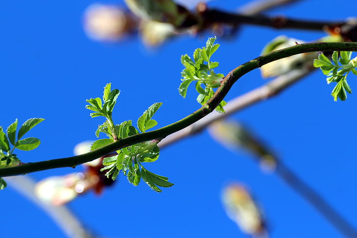 spring, nature, bloom, plant, young drove, branches, tree