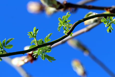 spring, nature, bloom, plant, young drove, branches, tree