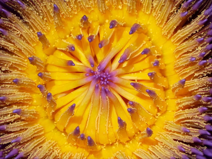 close-up, fotografia, groc, porpra, pètals, flor, flor