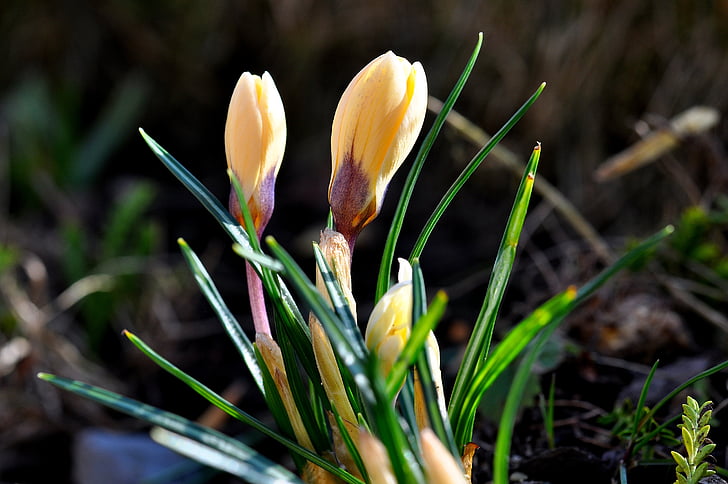 Šafrán, květ, závod, květ, Bloom, žlutá, zavřeno