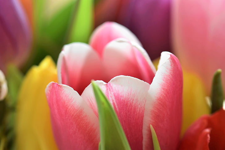 tulipas, Strauss, flores, buquê, buquê de tulipa, Governo Federal, colorido