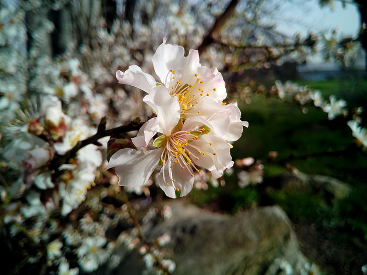 mandloň, strom, Prunus dulcis, Příroda, mandlový květ, kvetoucí, jaro