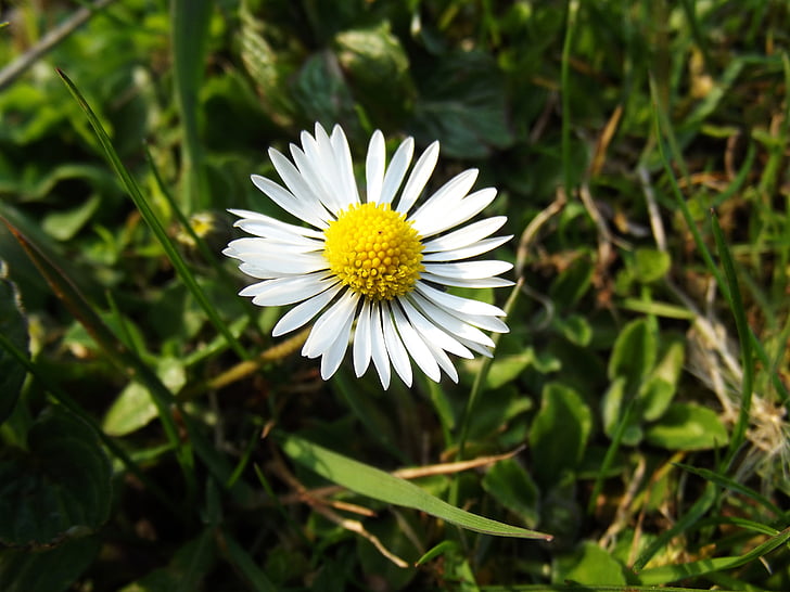 Daisy, fleur, macro, nature, printemps, été, plante