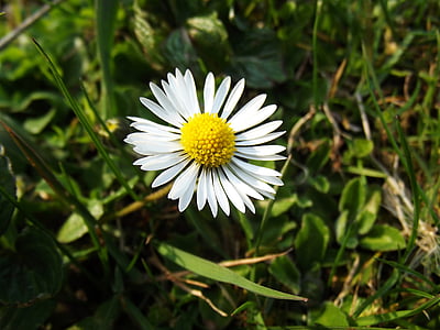 Daisy, blomst, makro, natur, forår, sommer, plante