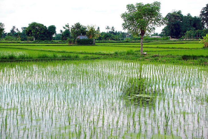 Indonézia, Bali, ryžové polia, vody, odrazy, pole, Ázia