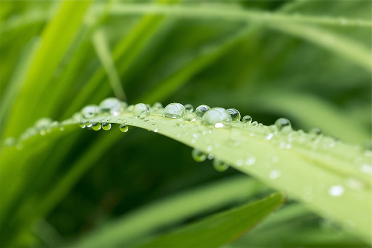 những giọt nước, thực vật, màu xanh lá cây, ẩm ướt, sương, Thiên nhiên, môi trường