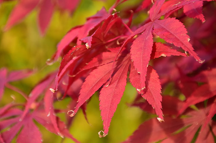 érable, rouge, automne, feuilles, nature, érable à feuilles aiguille, feuillage d’automne