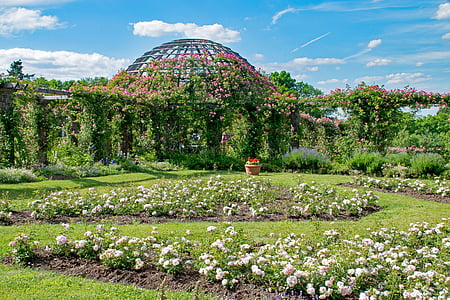 růže výška, Darmstadt, Hesse, Německo, Rosarium, růže, růžová zahrada